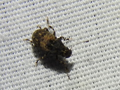 Euparius subtesselatus