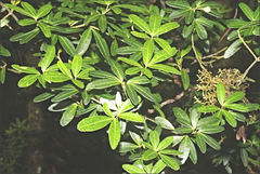 Acradenia frankliniae