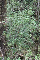 Acradenia frankliniae