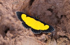 Xanthyris flaveolata