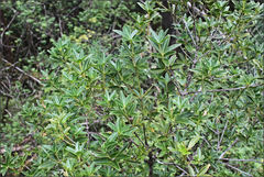 Acradenia frankliniae