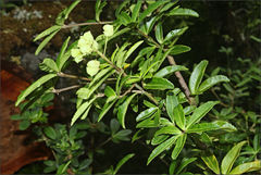 Acradenia frankliniae