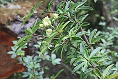 Acradenia frankliniae