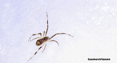 Episinus angulatus