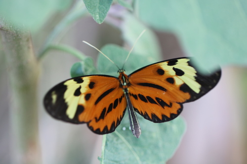 Mechanitis mazaeus messenoides C.Felder & R.Felder, 1865