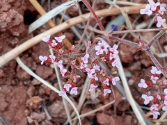 Chorizanthe staticoides