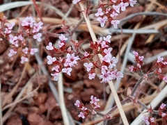 Chorizanthe staticoides