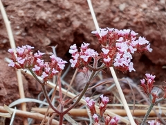 Chorizanthe staticoides