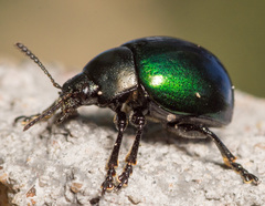 Leptinotarsa haldemani