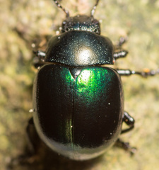 Leptinotarsa haldemani