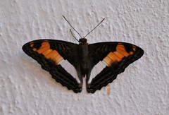 Adelpha capucinus capucinus