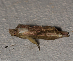 Pentobesa inexpectata