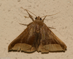 Pseudophisma aeolida