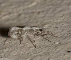 Nephelosia