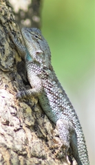 Sceloporus clarkii