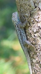 Sceloporus clarkii