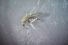 Aedes abserratus