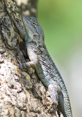 Sceloporus clarkii