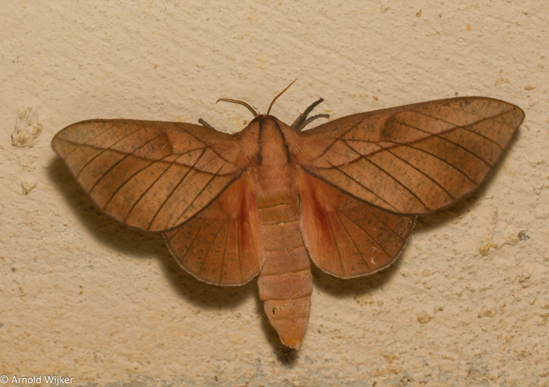 Oiticella convergens