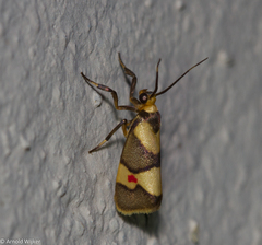 Nodozana rhodosticta