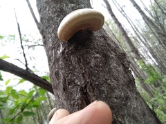Pleurotus calyptratus