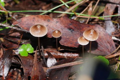 Mycena albidofusca