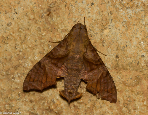 Nyceryx coffaeae