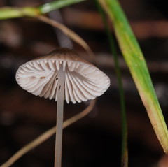 Mycena albidofusca
