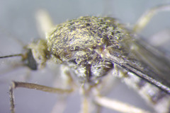 Aedes abserratus
