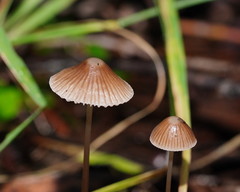 Mycena albidofusca