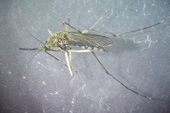 Aedes abserratus