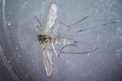 Aedes abserratus