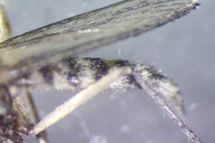 Aedes abserratus