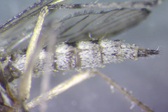 Aedes abserratus
