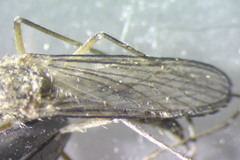 Aedes abserratus