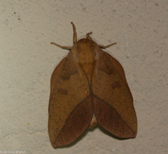 Adeloneivaia subangulata