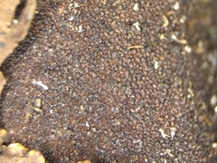 Dermatocarpon reticulatum