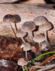 Mycena mijoi