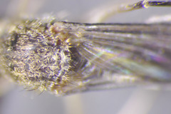 Aedes abserratus