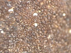 Dermatocarpon reticulatum