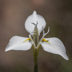 Moraea albicuspa