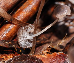 Mycena mijoi