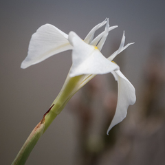 Moraea albicuspa