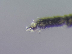 Aedes abserratus