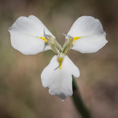 Moraea albicuspa