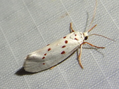 Enaemia basistriga