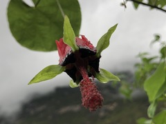Abutilon pedunculare