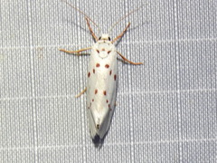 Enaemia basistriga