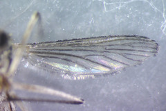 Aedes abserratus
