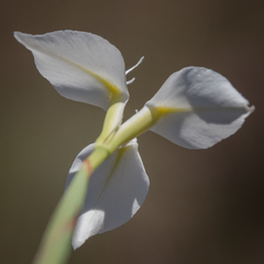 Moraea albicuspa